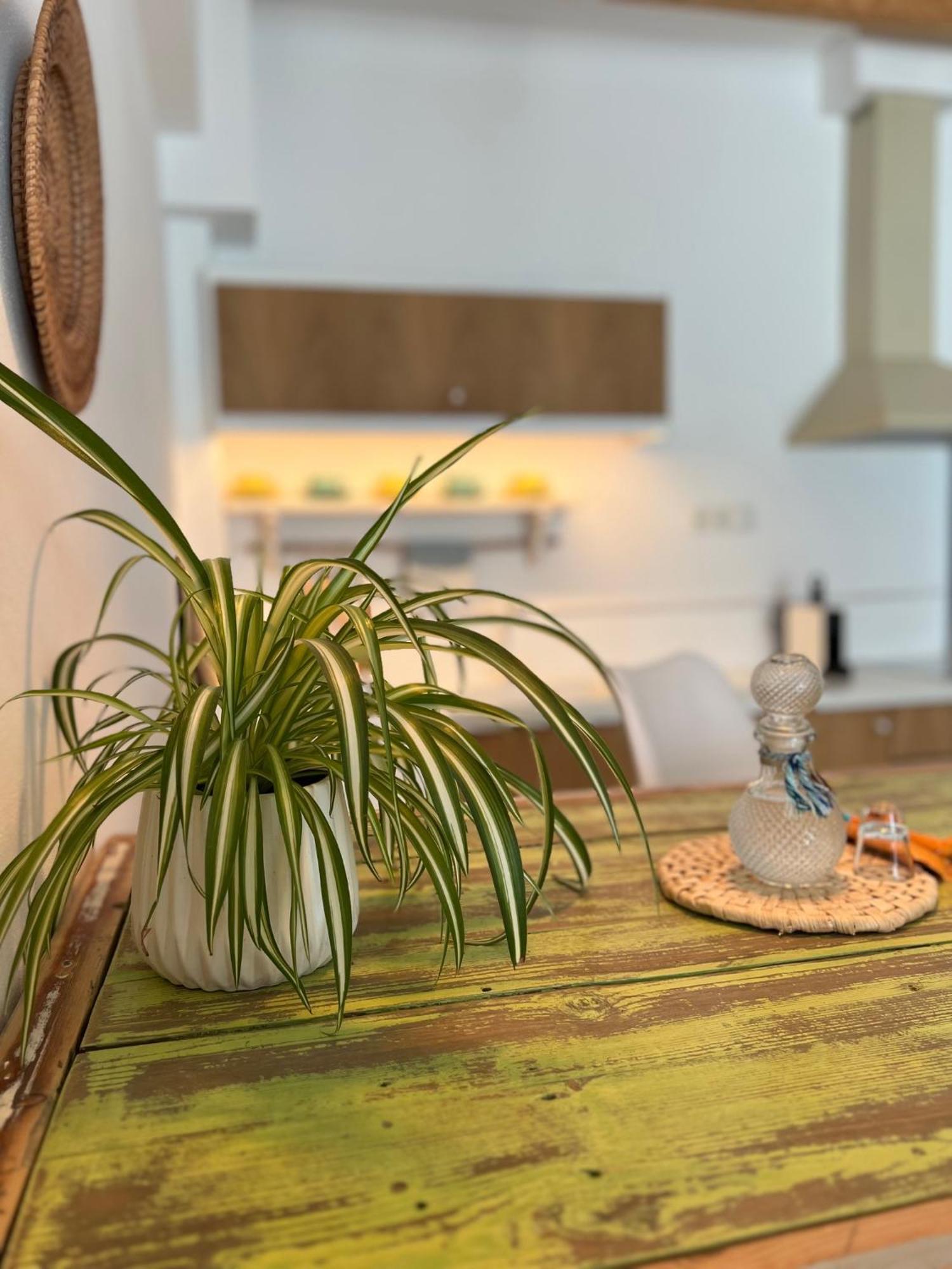 Notus Suites بلاكاس المظهر الخارجي الصورة